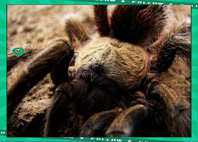 开云体育- 世界足球莱万多夫斯基 